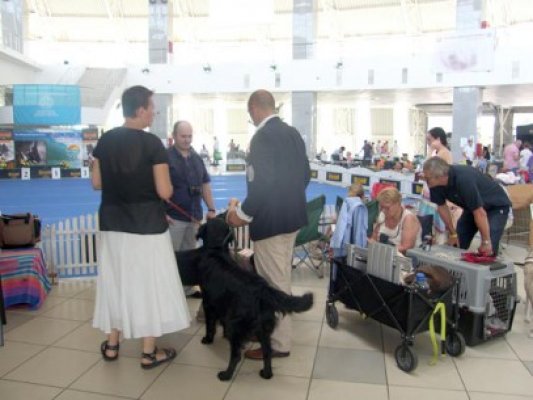 Iubitorii de câini s-au delectat la concursul de frumuseţe canină din incinta Pavilionului Expoziţional
